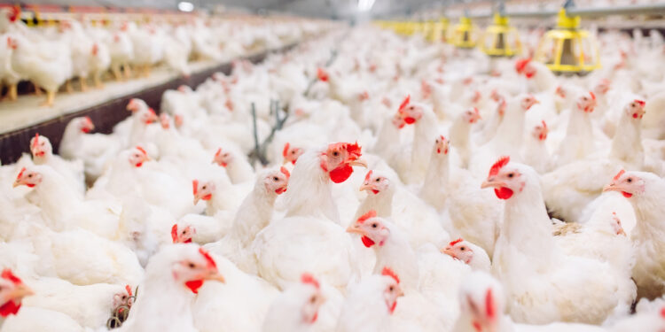 Former CDC Director Warns Bird Flu Could Spark Next Pandemic